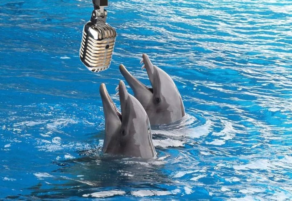 dauphins au karaoké